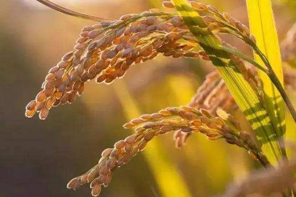 泰丰优736水稻品种简介，该品种基部叶鞘绿色
