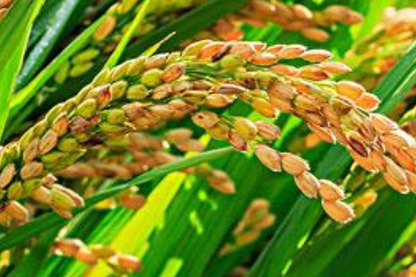 泰丰优736水稻品种简介，该品种基部叶鞘绿色