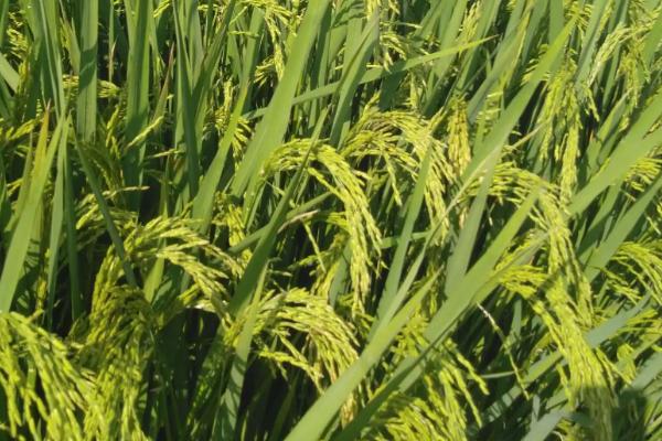 广和优华占水稻种子特点，综合防治病虫害