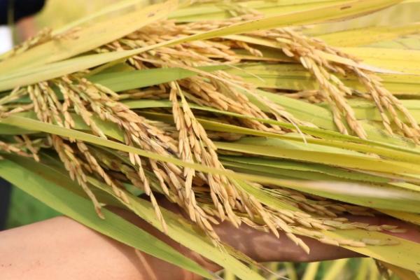 蜀6优177水稻种子特征特性，该品种基部叶鞘绿色
