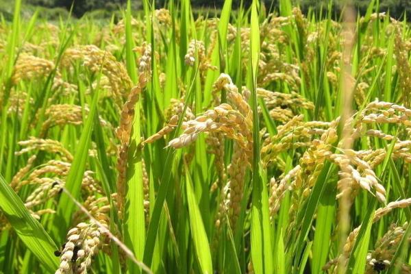 野香优甜丝水稻品种简介，该品种基部叶鞘绿色