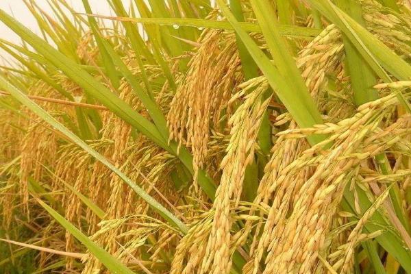 德优651水稻种简介，综合防治病虫害