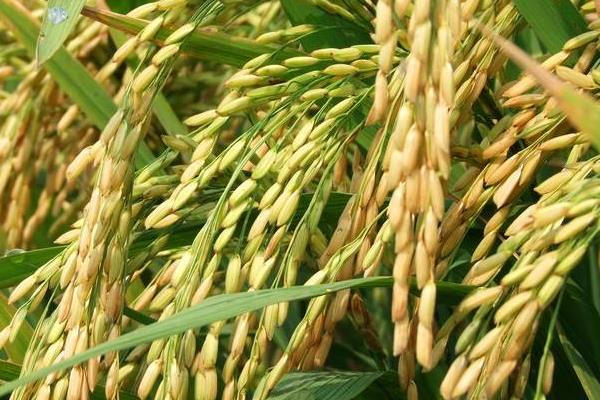 绵两优2115水稻种子简介，综合防治病虫害