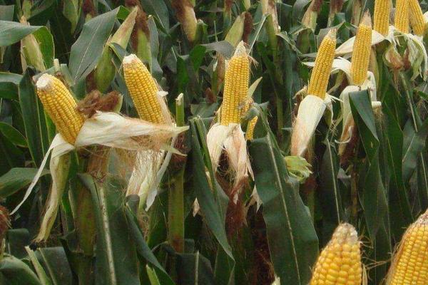 遵玉999（区试名称：裕单191）玉米种子特征特性，并每亩施尿素15千克