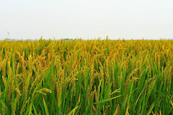 泰两优1332水稻品种简介，注意防治稻瘟病及稻曲病