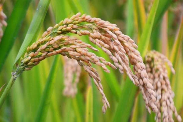 泸香优219水稻种子特征特性，全生育期155.5天