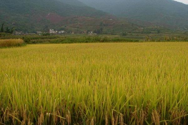 贵丰优393（区试名称：贵丰优33号）水稻种子介绍，在贵州省内于清明节前后播种