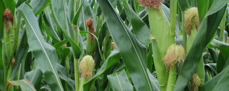 金耕118玉米品种的特性，在整个种植过程中注意防治杂草
