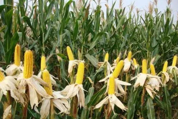 金耕36号玉米种子介绍，在整个种植过程中注意防治杂草