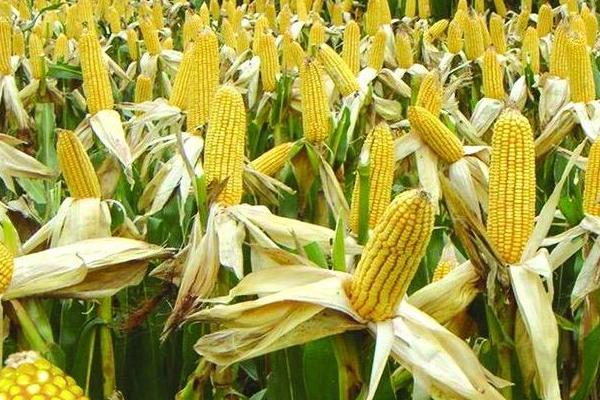 玉米的生长周期，与气候、品种都有一定联系