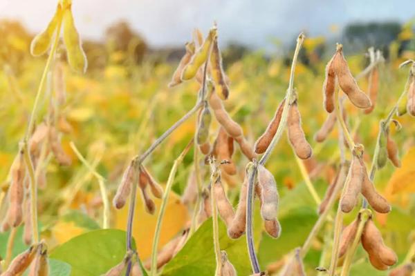 黑农521大豆品种简介，该品种亚有限结荚习性