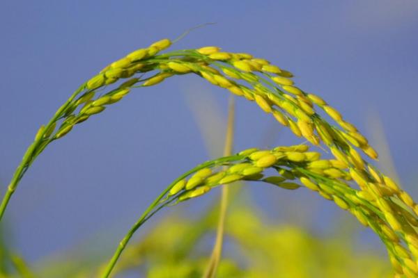 鼎稻3水稻种子简介，该品种主茎12片叶