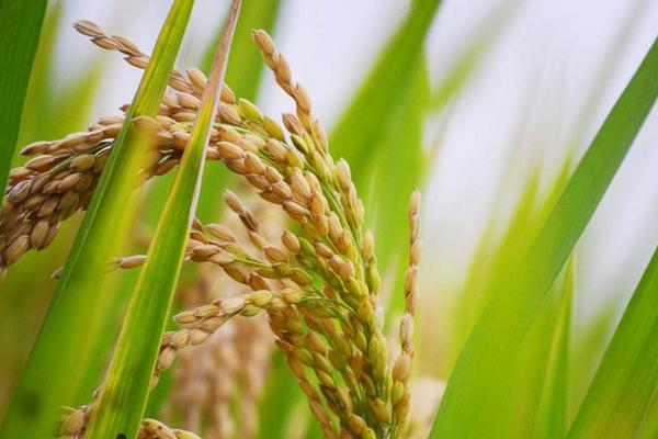 花育1号水稻品种简介，香稻品种