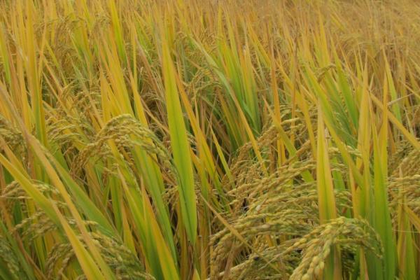 天农20水稻种子介绍，普通粳稻品种