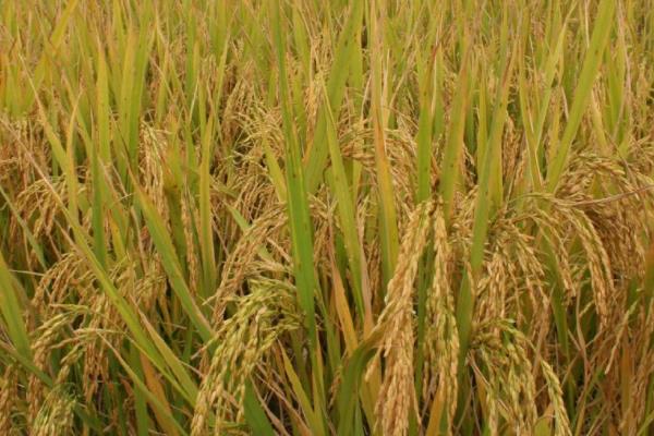 天农20水稻种子介绍，普通粳稻品种