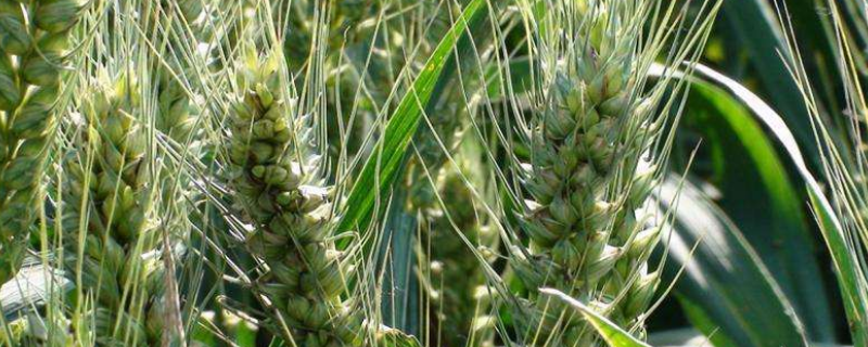 润扬麦1号小麦种子介绍，每亩有效穗31.1万