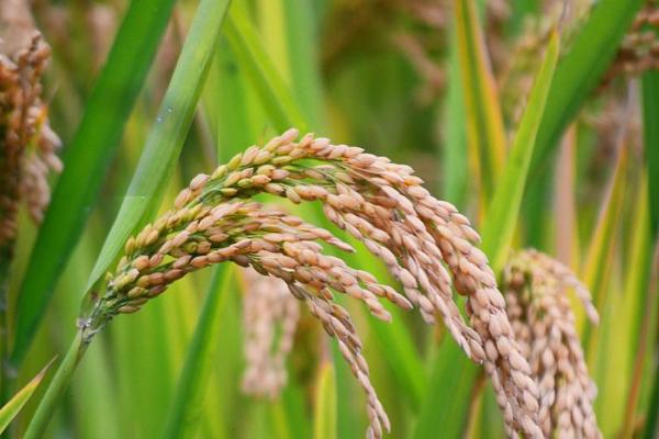南粳香糯水稻品种的特性，早熟晚粳糯稻品种