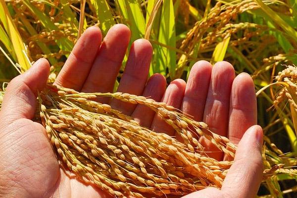 南粳香糯水稻品种的特性，早熟晚粳糯稻品种