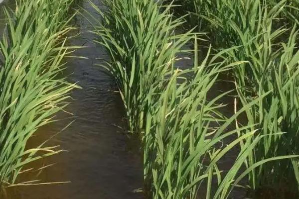 扬大3号水稻品种的特性，迟熟中粳稻品种