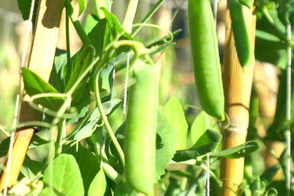 水果豌豆什么时候种植，9月份中旬开始播种