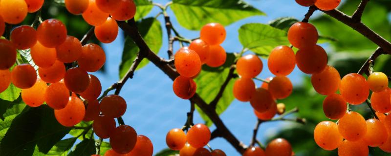 甜樱桃的施肥技术，施肥以有机肥为主