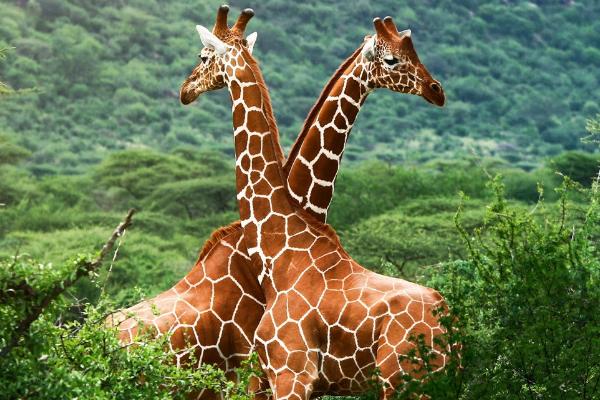 长颈鹿的特点，是世界上现存最高的陆生动物
