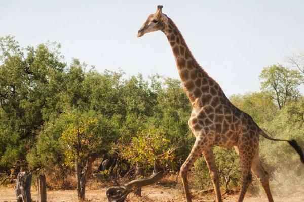 长颈鹿的特点，是世界上现存最高的陆生动物