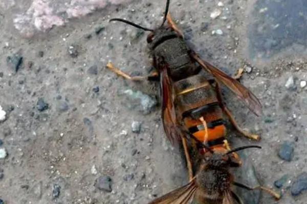 杀人蜂真的存在吗，是指某些具有攻击性和毒性的胡峰或非洲蜜蜂