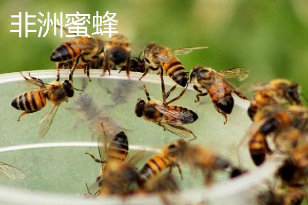 杀人蜂真的存在吗，是指某些具有攻击性和毒性的胡峰或非洲蜜蜂