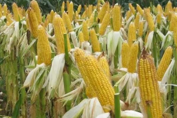 云瑞22玉米品种简介，中抗南方锈病