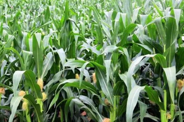 五谷428玉米种子介绍，在起垄或播种时施足底肥