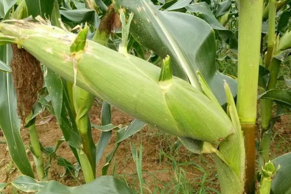 粒农301玉米种子简介，种植密度以4500株/亩为宜