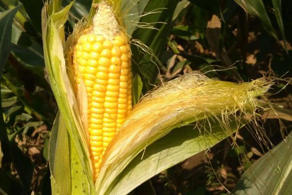 先达6018玉米种子特点，后期如发现肥力不足