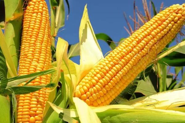 五谷428玉米种子介绍，在起垄或播种时施足底肥