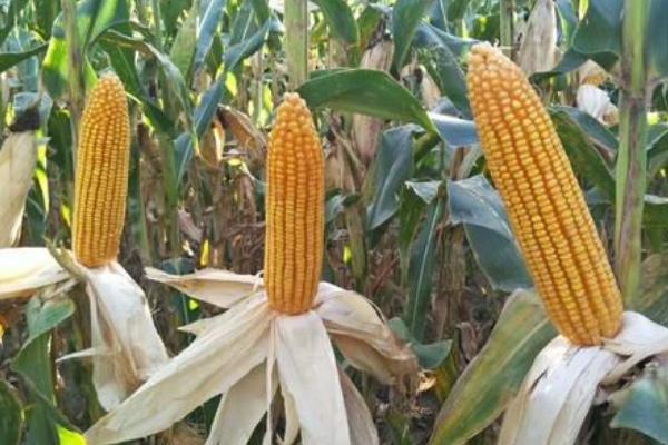 吉海育608玉米品种的特性，适宜密度4000株/亩
