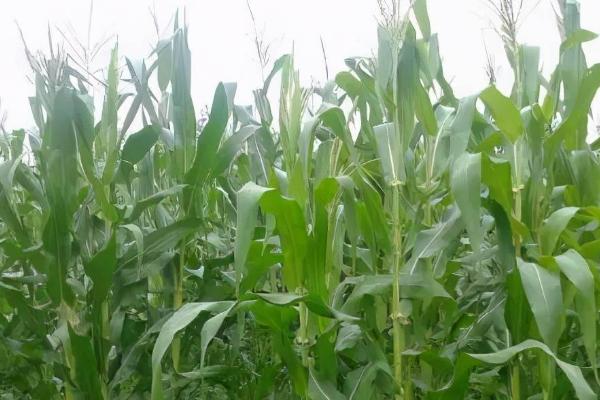 云谷99玉米种子简介，应选择中等以上肥力地块种植