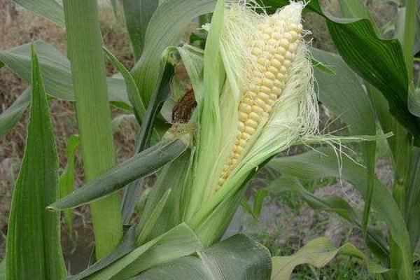 大好832玉米种子特征特性，平均生育期133.5天
