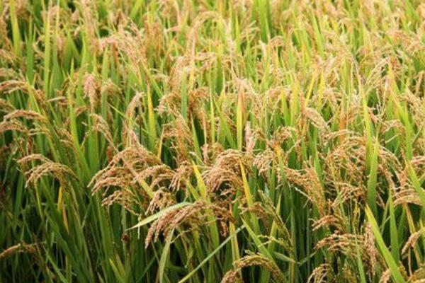 闽两优珍香水稻种简介，注意病虫害防治