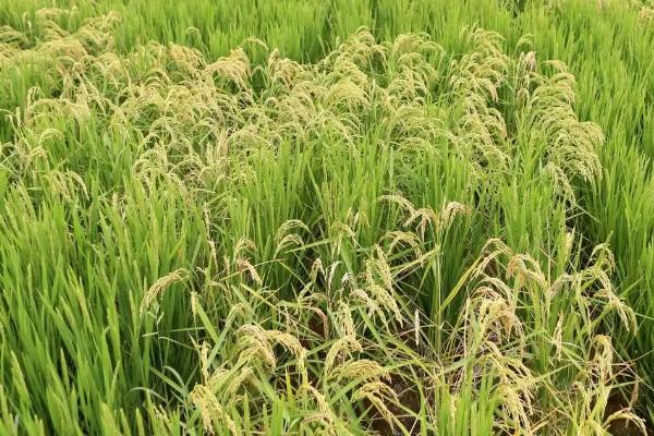 农稻618水稻种子介绍，及时防治病虫草害