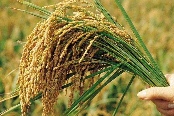 锦瑞5号水稻品种的特性，每亩插足基本苗6万以上