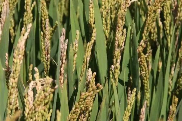 锦瑞5号水稻品种的特性，每亩插足基本苗6万以上