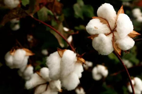 中棉EB005棉花种子特征特性，2代棉铃虫一般不需防治