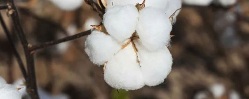 中棉698棉花品种的特性，常规灌棉田生育期灌水3次