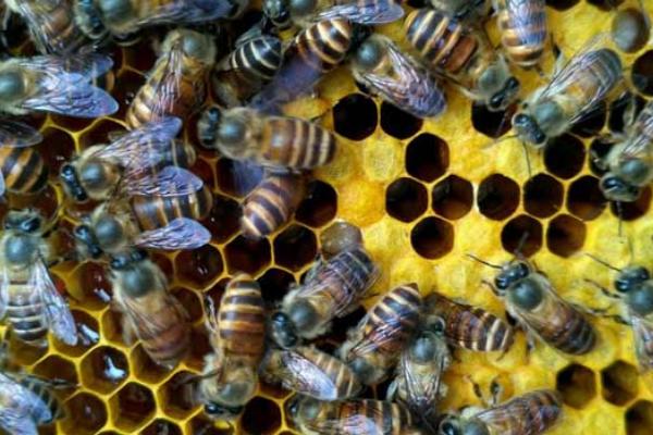 影响蜜蜂繁殖速度的因素，蜂王的优劣会对蜂群繁殖速度造成直接影响