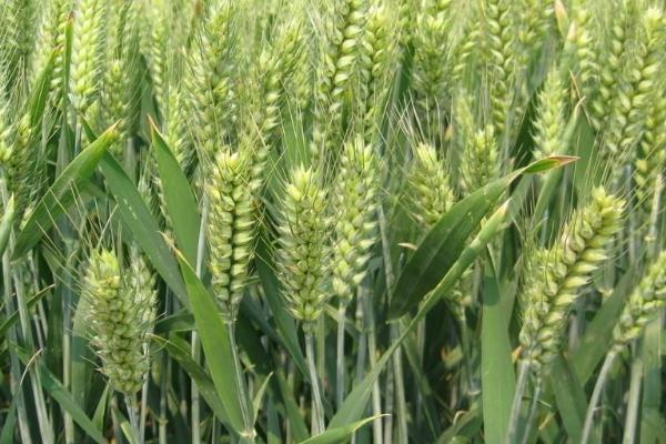 成麦608小麦种子简介，适宜播期10月上中旬
