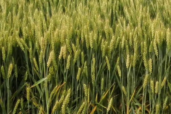 郑麦150小麦种子介绍，全生育期227.3天