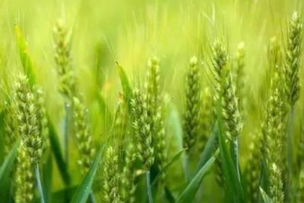 冀麦U80小麦种子简介，适宜播期10月1日－20日