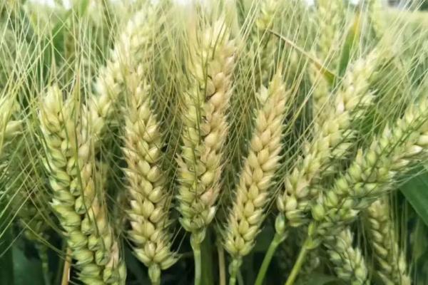 泰科麦44小麦种子特征特性，抽穗前后应及时防治麦蚜
