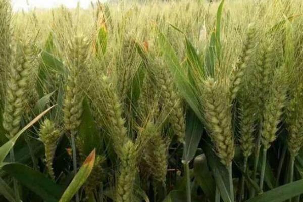 衡麦28小麦品种简介，适宜播期10月5－15日