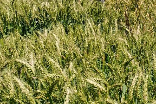 泰科麦44小麦种子特征特性，抽穗前后应及时防治麦蚜
